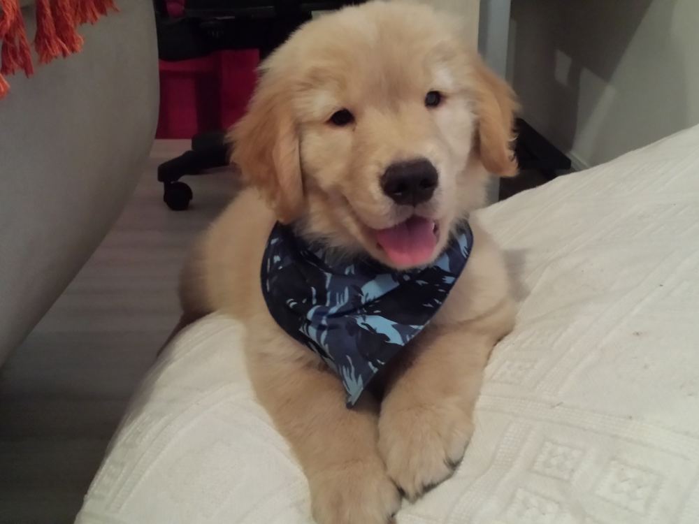 Walter filhote, deitado no sofá com uma bandana