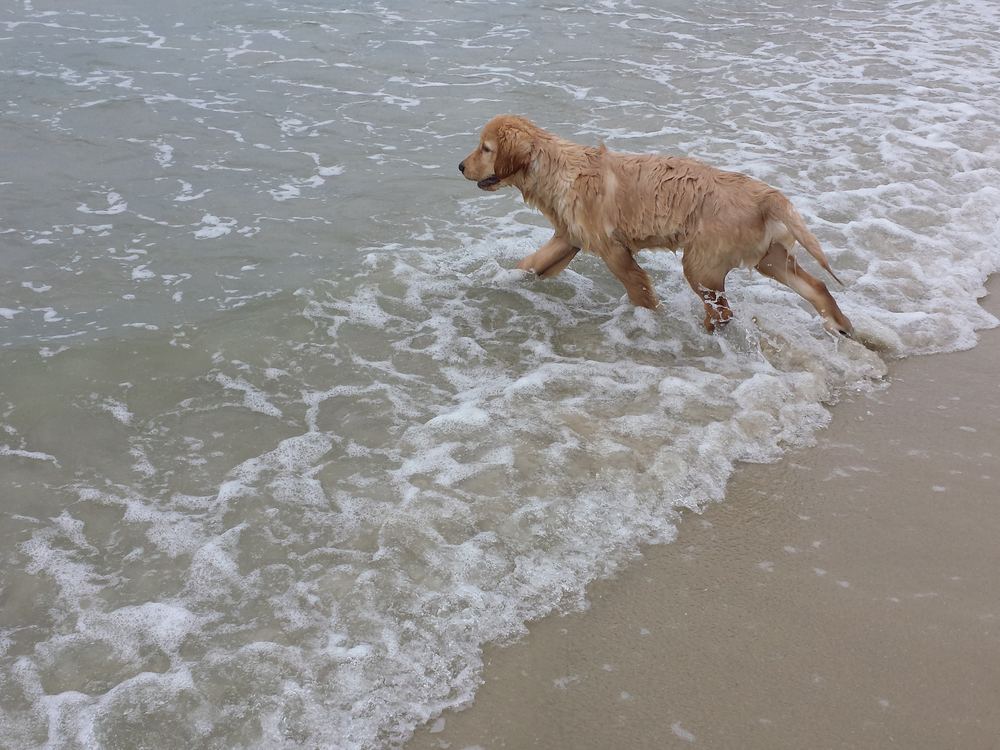 Walter filhote correndo na beira do mar