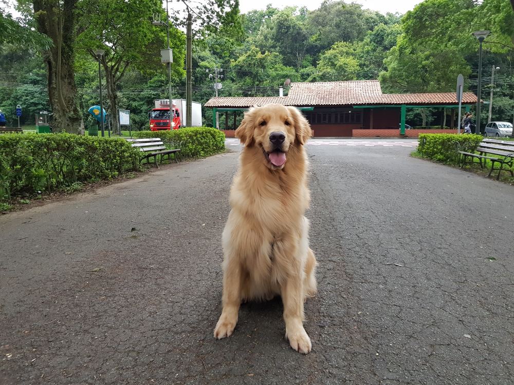 Walter adulto sentado numa estrada de parque