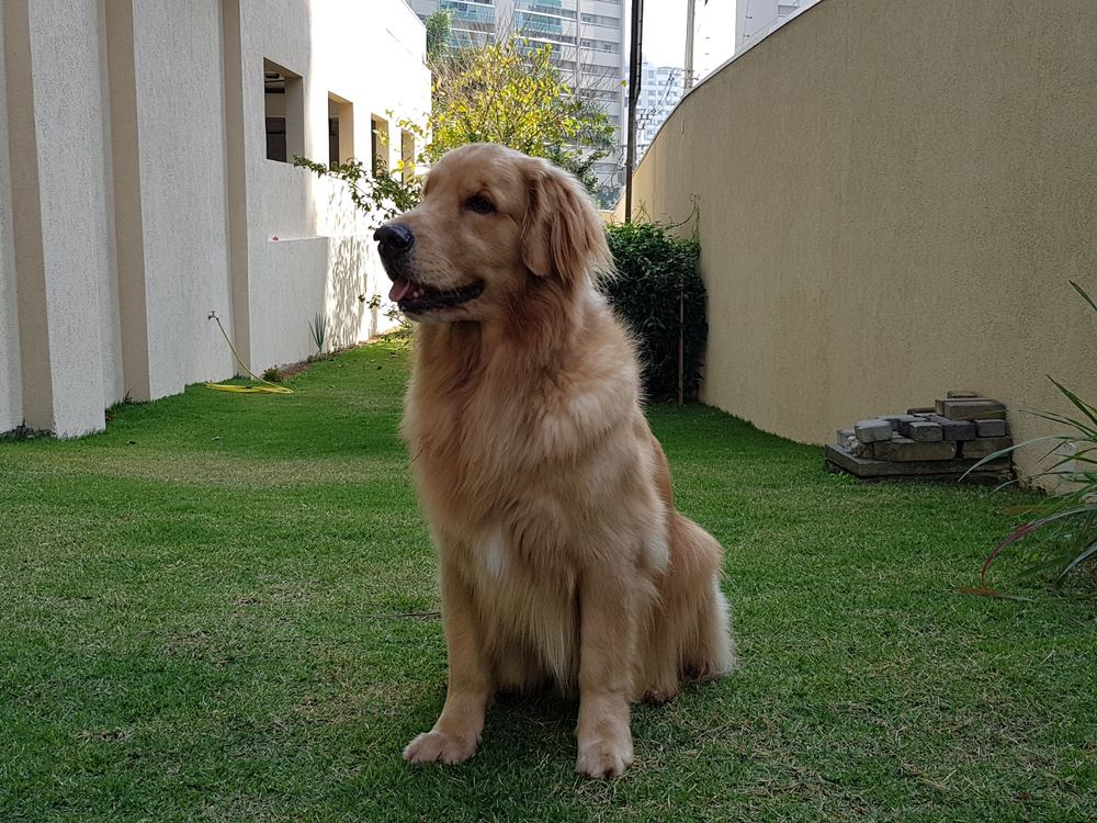 Walter sentado na grama ao lado de casa