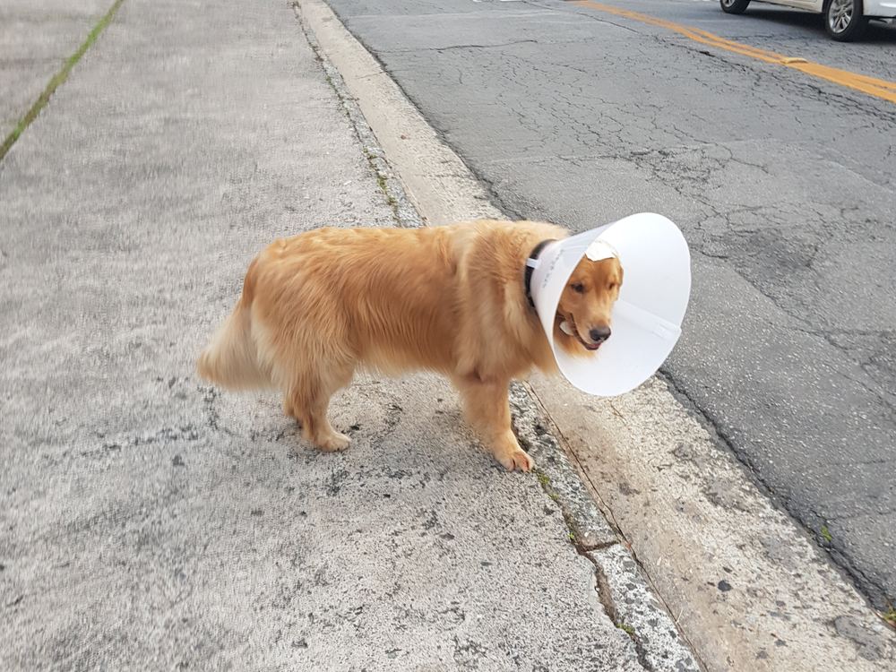 Walter de colar elizabetano depois de uma ferida
