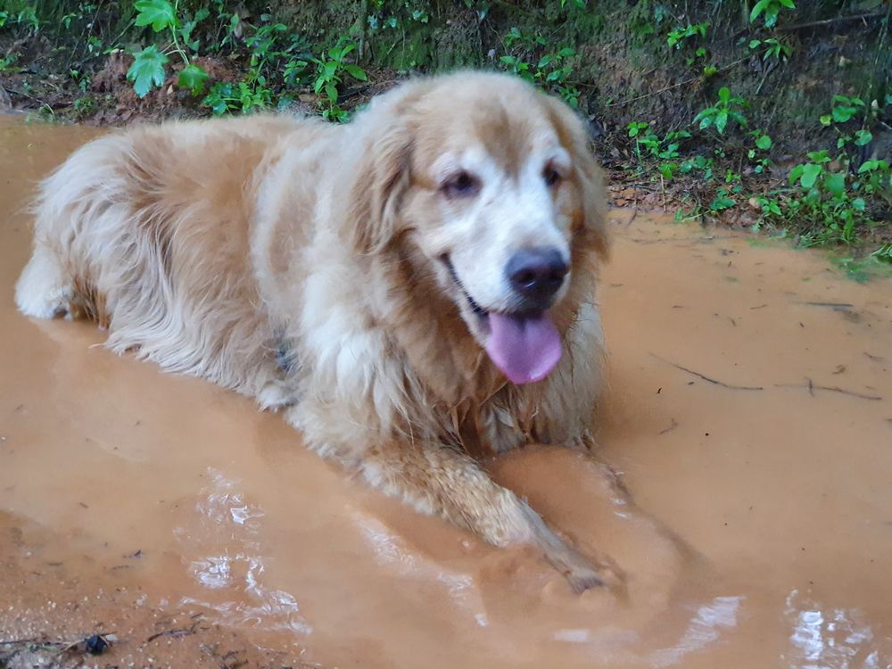Walter deitado numa poça de lama, feliz
