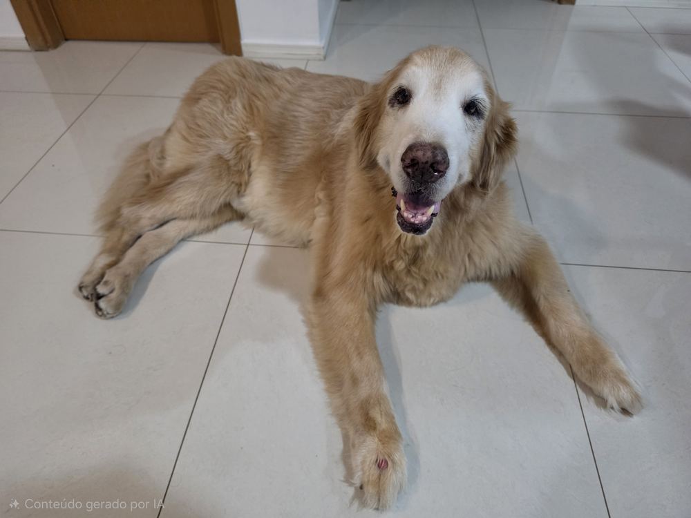 Walter em 2026, com o focinho já branco